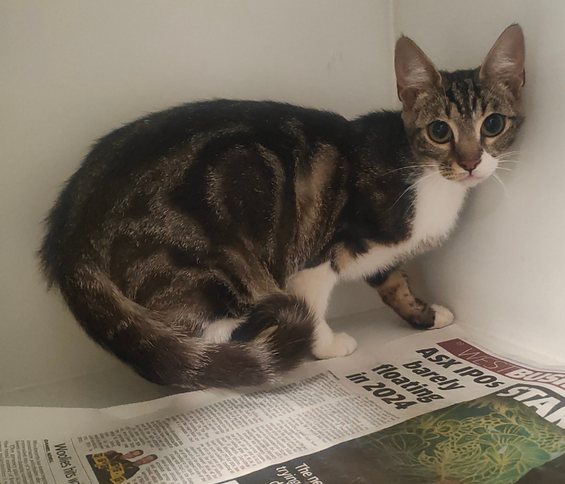 Grey Tabby and White Short hair cat