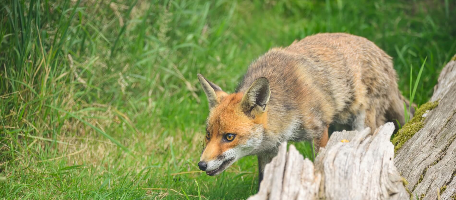Fox stalking next to some grass and fallen log