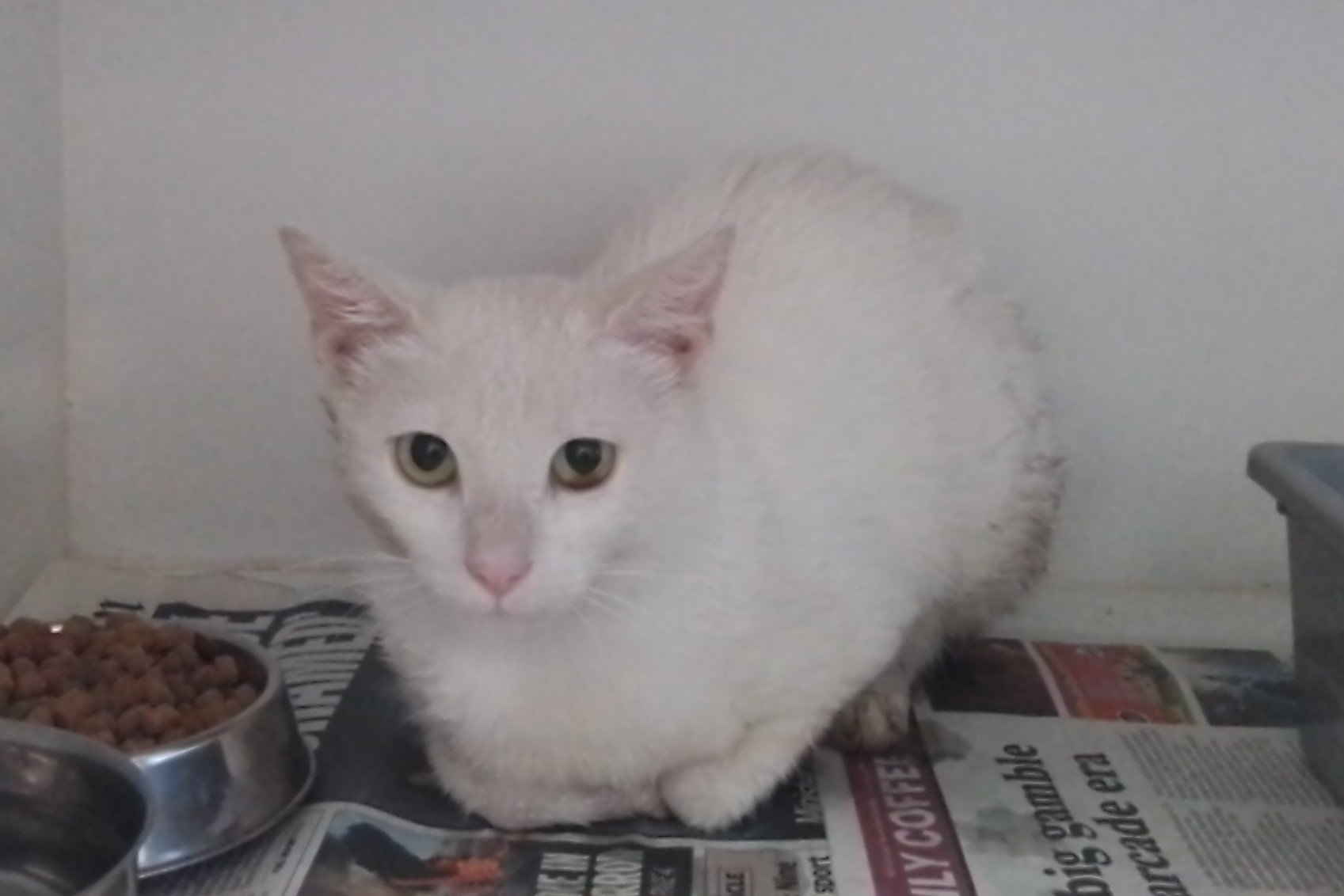 White Domestic Short Hair