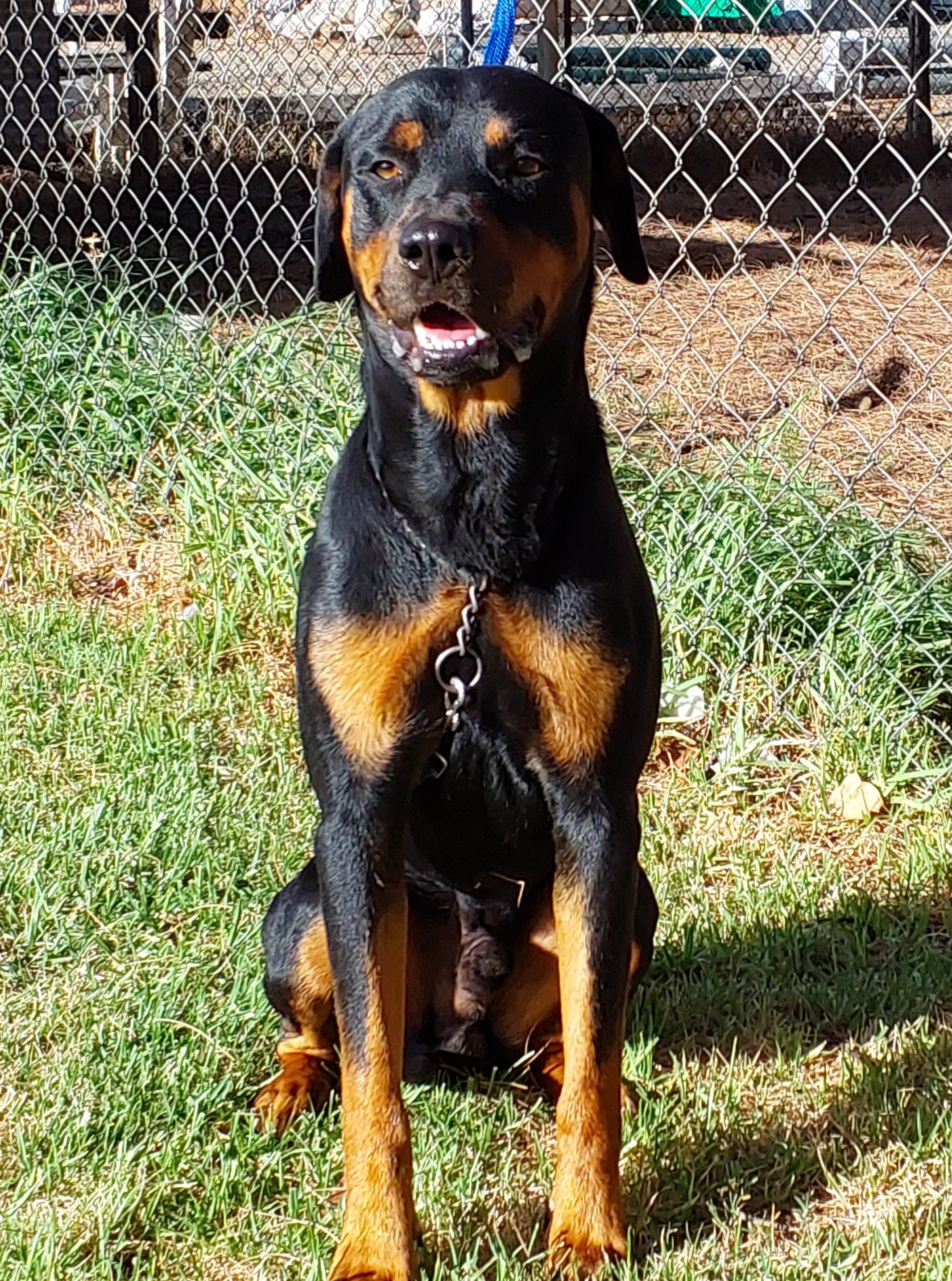 Black and Tan Rottweiler