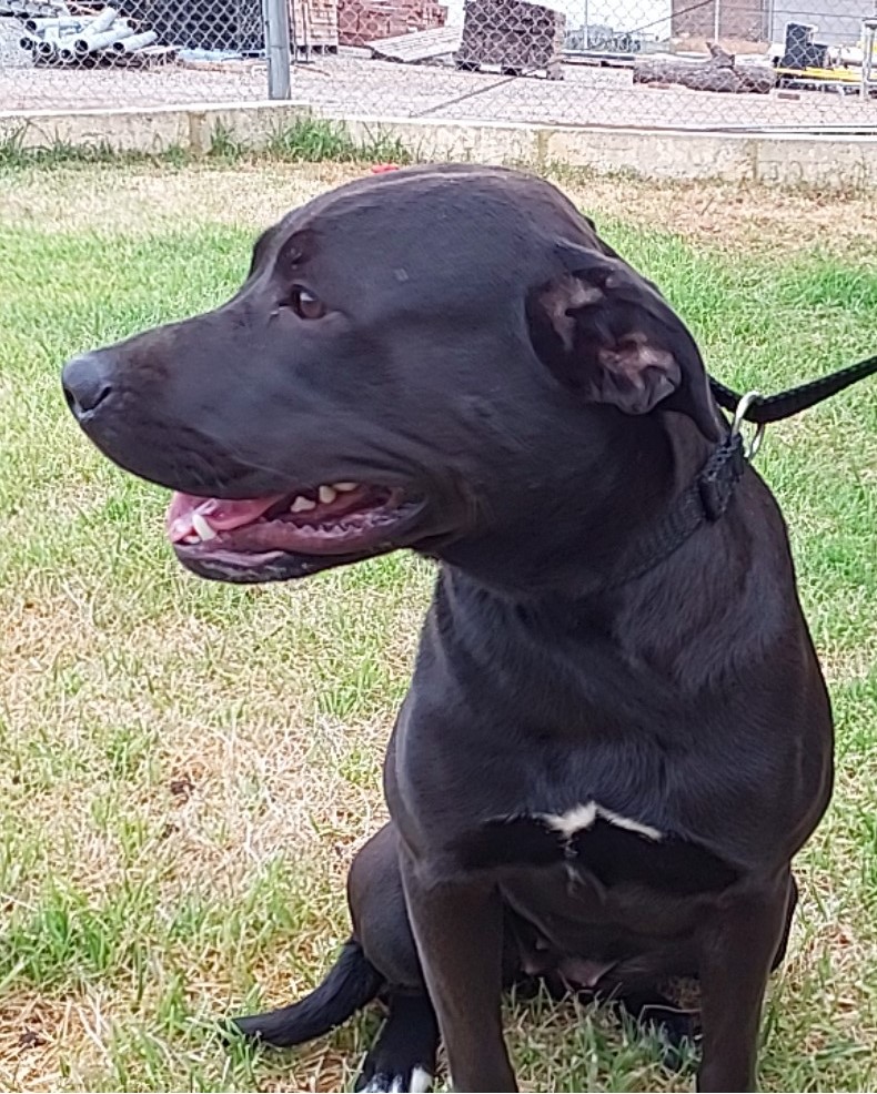 Black Mixed Breed