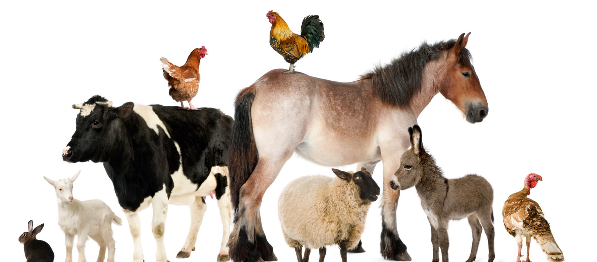 Farm animals including horse, cow, chicken, donkey, sheep, turkey and rabbit.