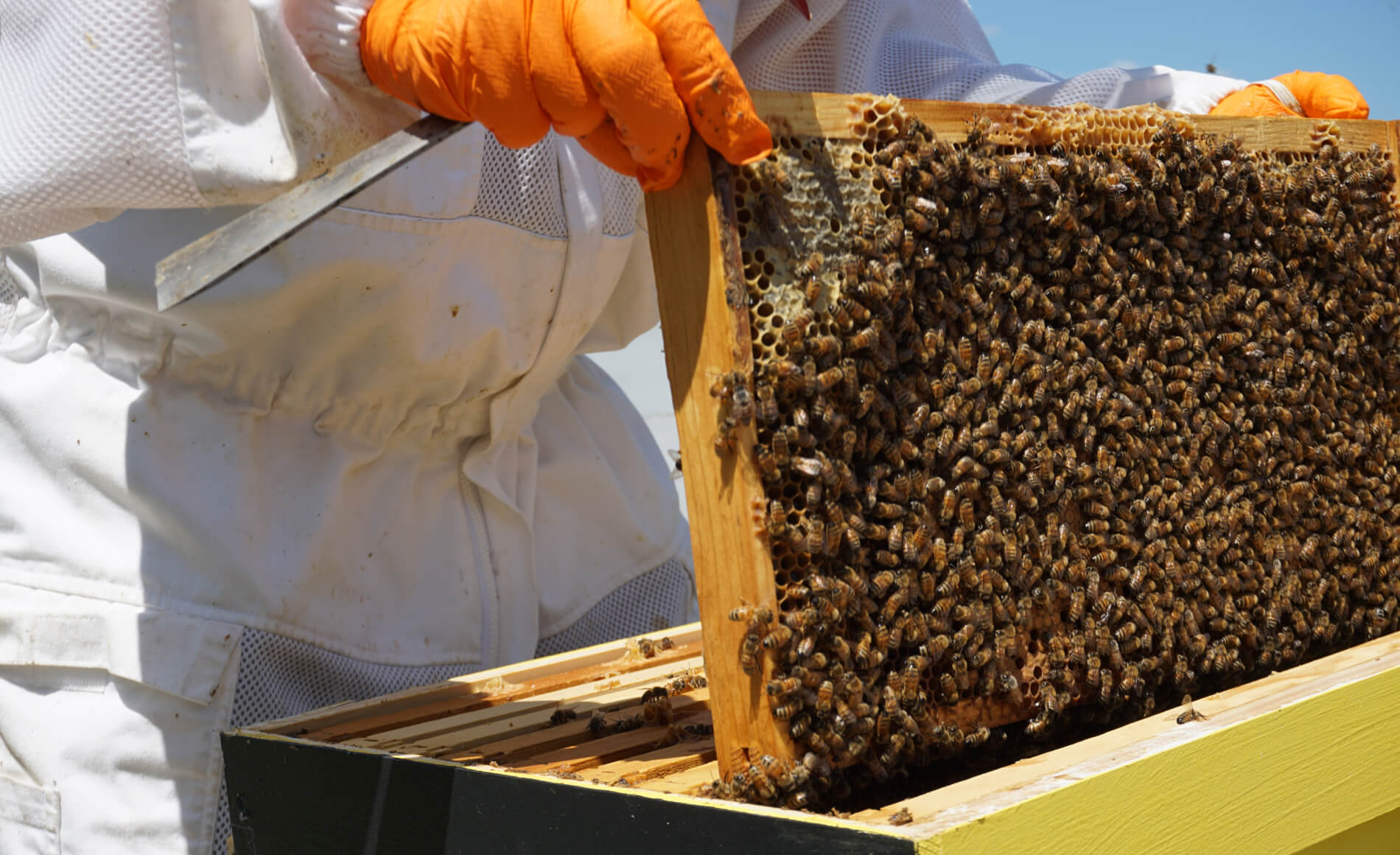 Bee Farming