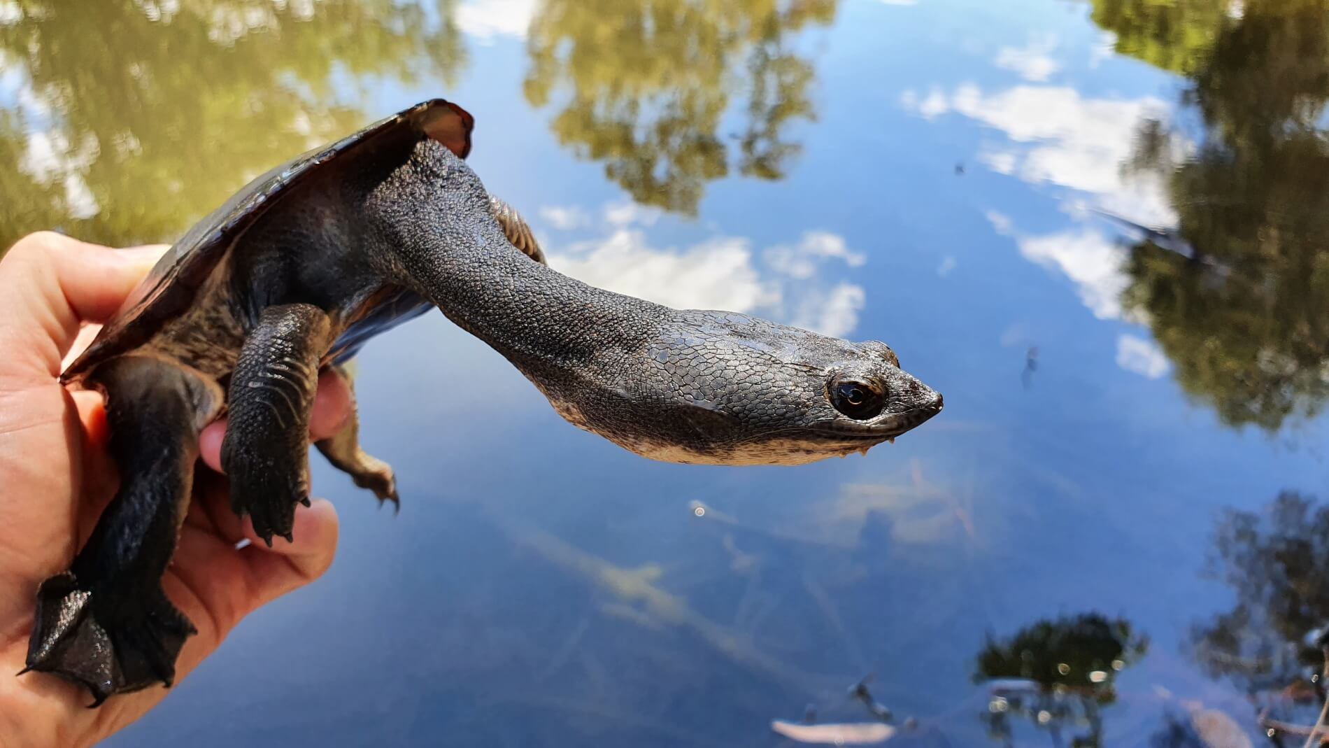 Close up of a snake necked turtle