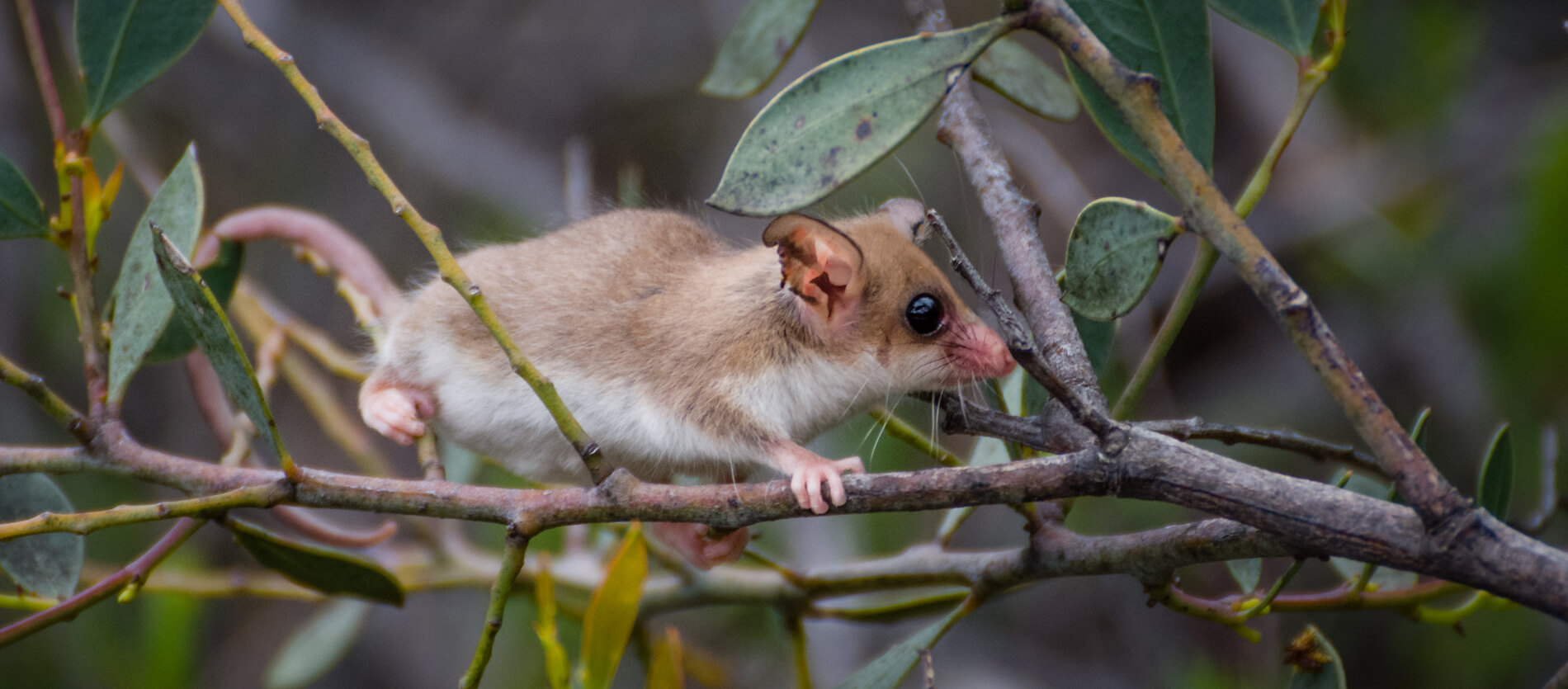Photo by Nature by Nathan of Western Pygmy Possum