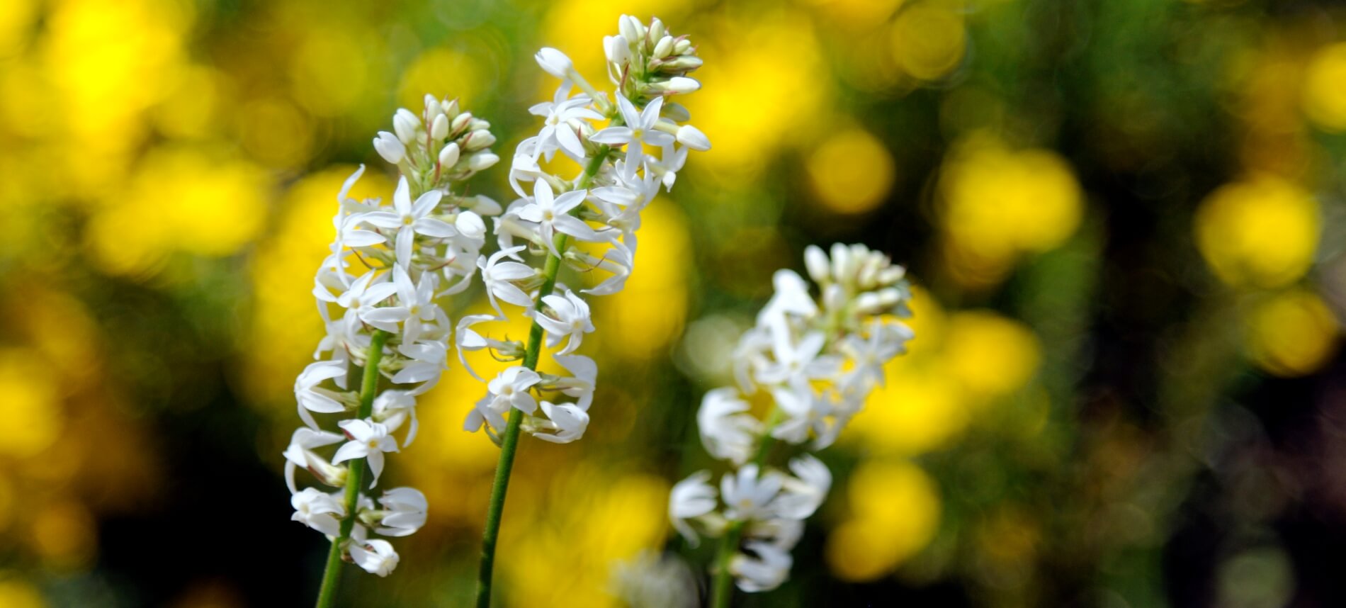 View of blossoming white flowers with blurred yellow blooms in background
