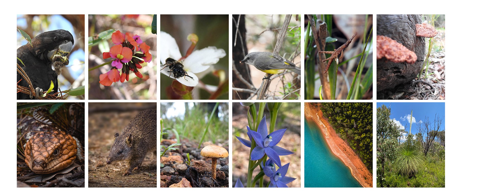 A grid of images representing the biodiversity in our City