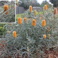 Plant known as Banksia Ashbyi ‘Dwarf’