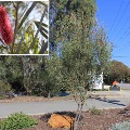 Plant known as Hakea Francisiana (Emu Tree, Pink Spicke hakea)