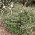 Plant known as Hypocalymma Angustifolium (White Myrtle)