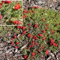 Plant known as Lechenaultia Formosa (Red lechenuaultia)