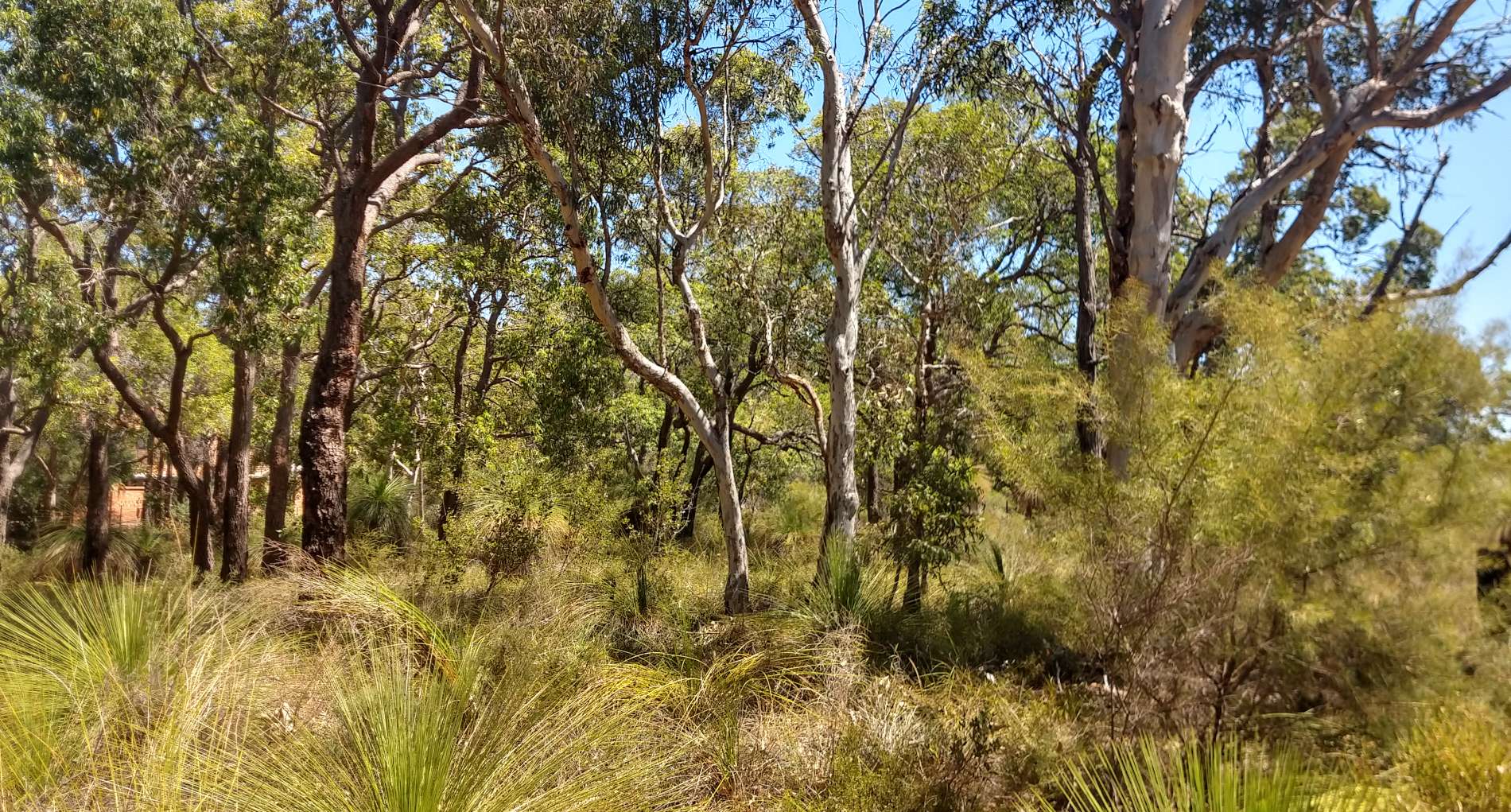 An example of the Southern River vegetation complex showing tall trees over dense shrub land along a creekline