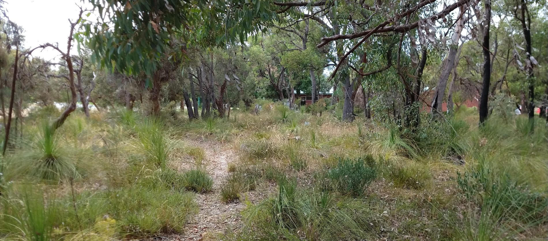 A small patch of Urban bushland in High Wycombe, with a diverse shrubby understory below a dense canopy of Gum trees and Banksias