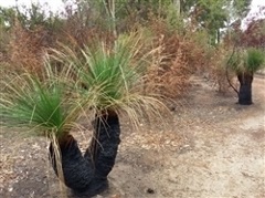 Image of Grass Trees in the Hugh Sanderson Reserve
