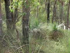 Image of the bush land in Spring Road Reserve