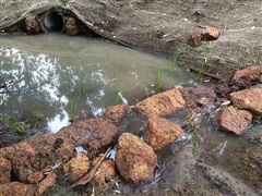 Image of waterway re-vegetation in Torrnart Creek Reserve