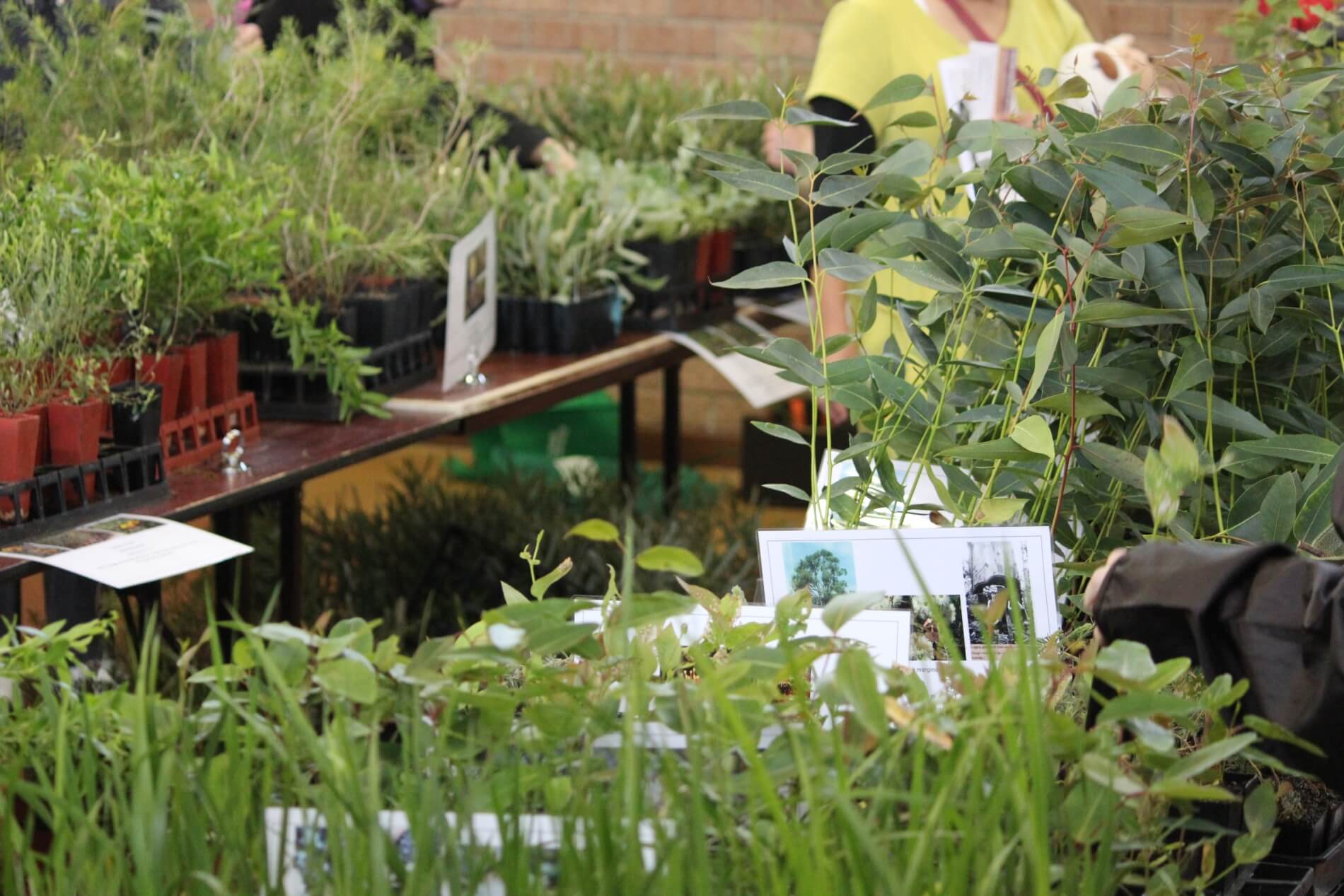 Plants for Residents - View of some of the seedlings available for residents to select