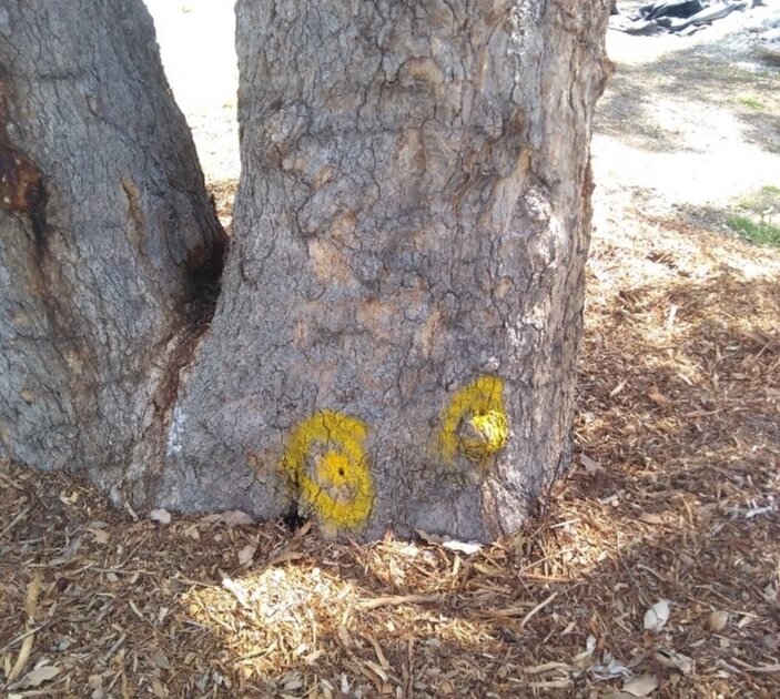 Showing the areas of vandalism with yellow paint at the root of poisoned tree at Kostera Oval in Kalamunda