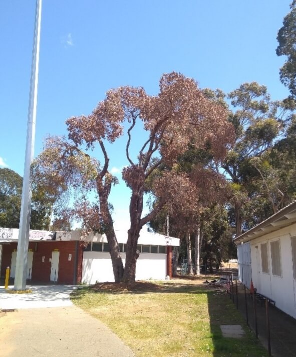 View of the poisoned tree at Kostera Oval