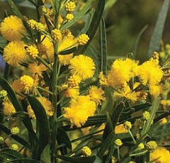 Toothed Wattle