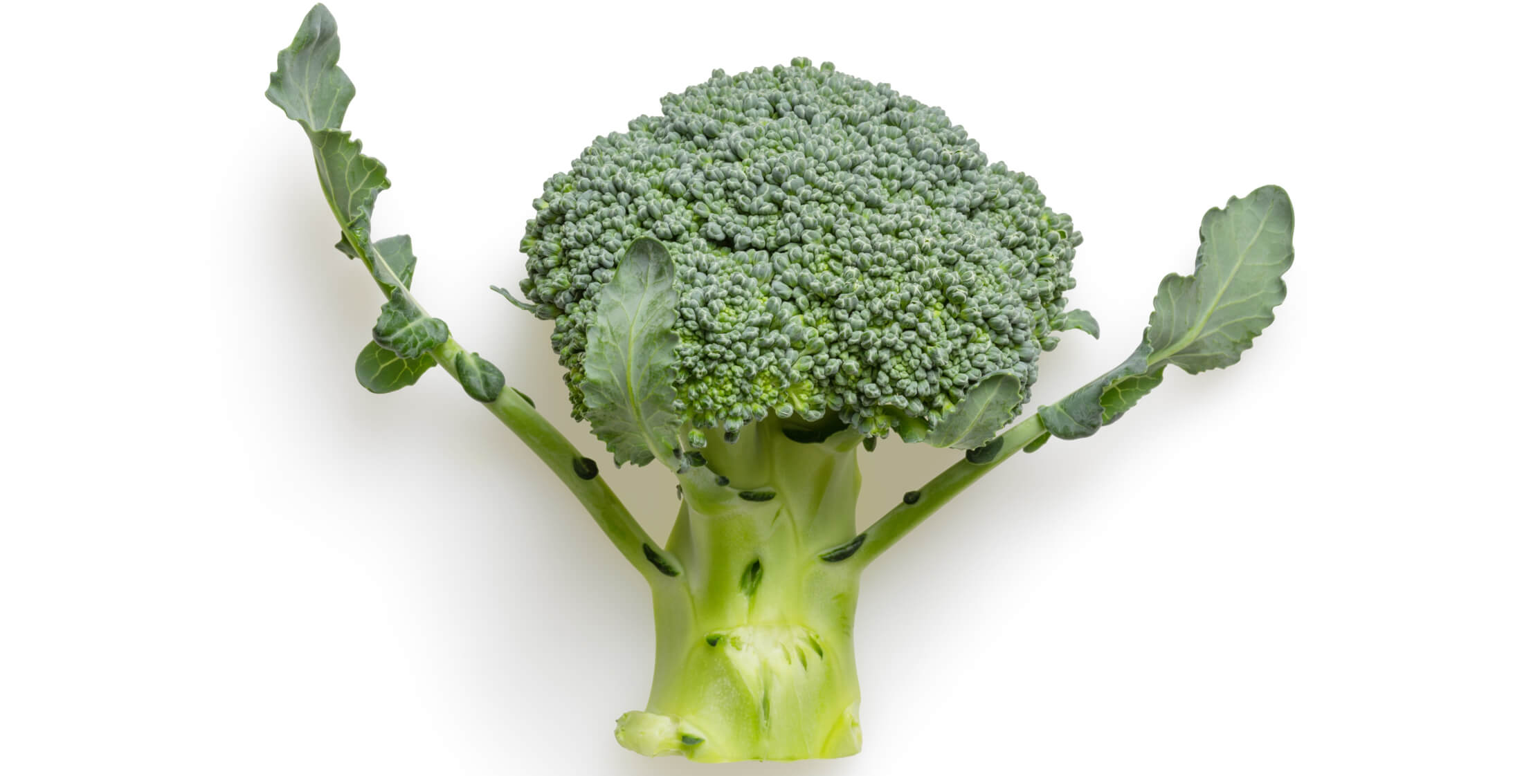 Image of Broccoli - sourced from Unsplash
