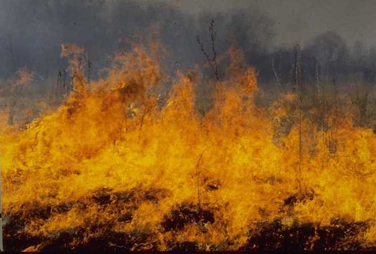 Fire burning bushland