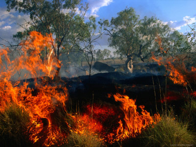 Fire burning bushland shows low green trees and shrubs