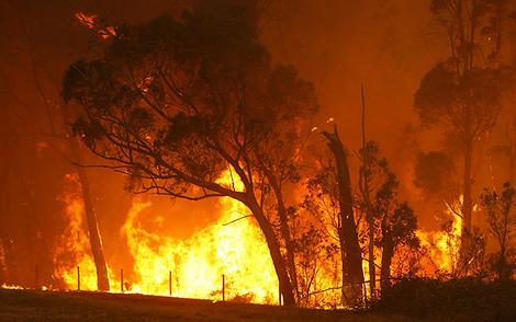 A large bushfire burning fully grown trees with flames reaching the top of several of them. 