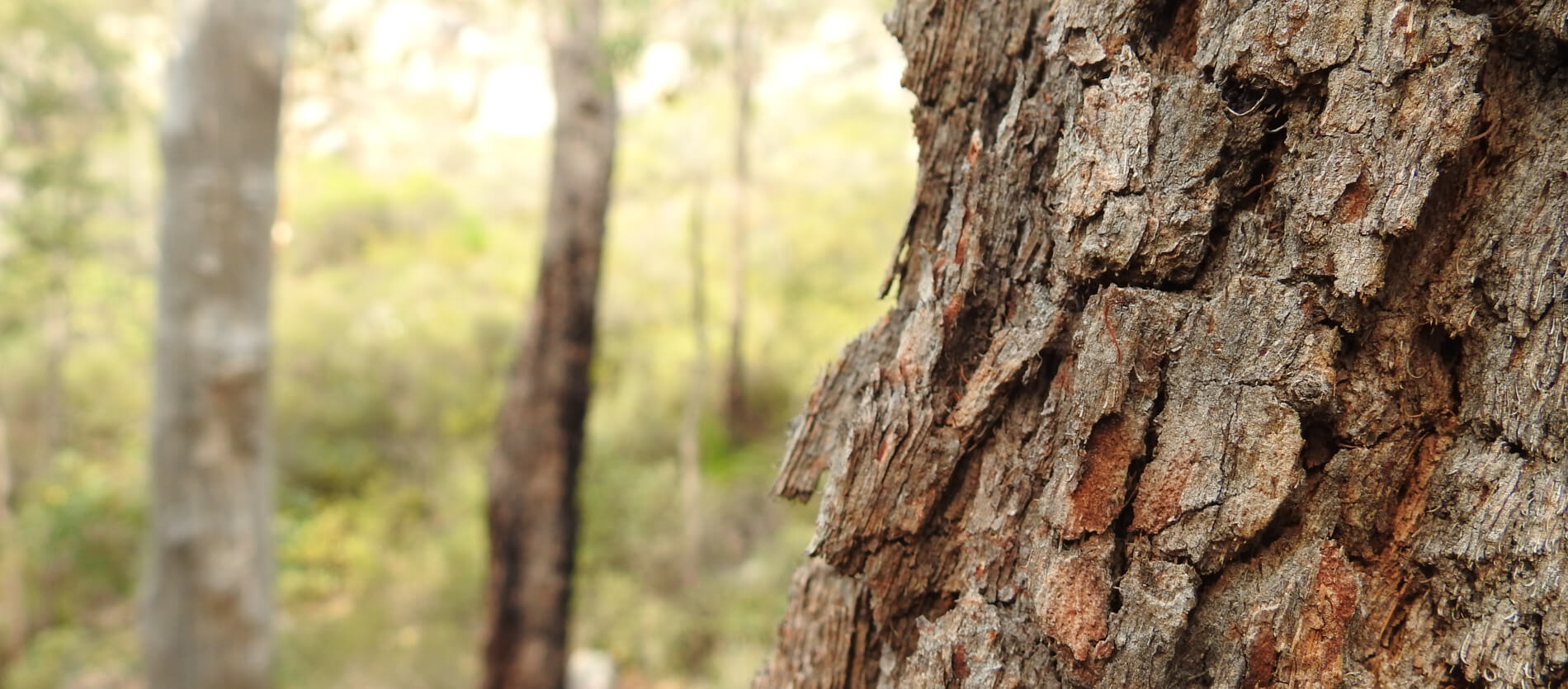 Close up of tree bark in a local Kalamunda outdoor space