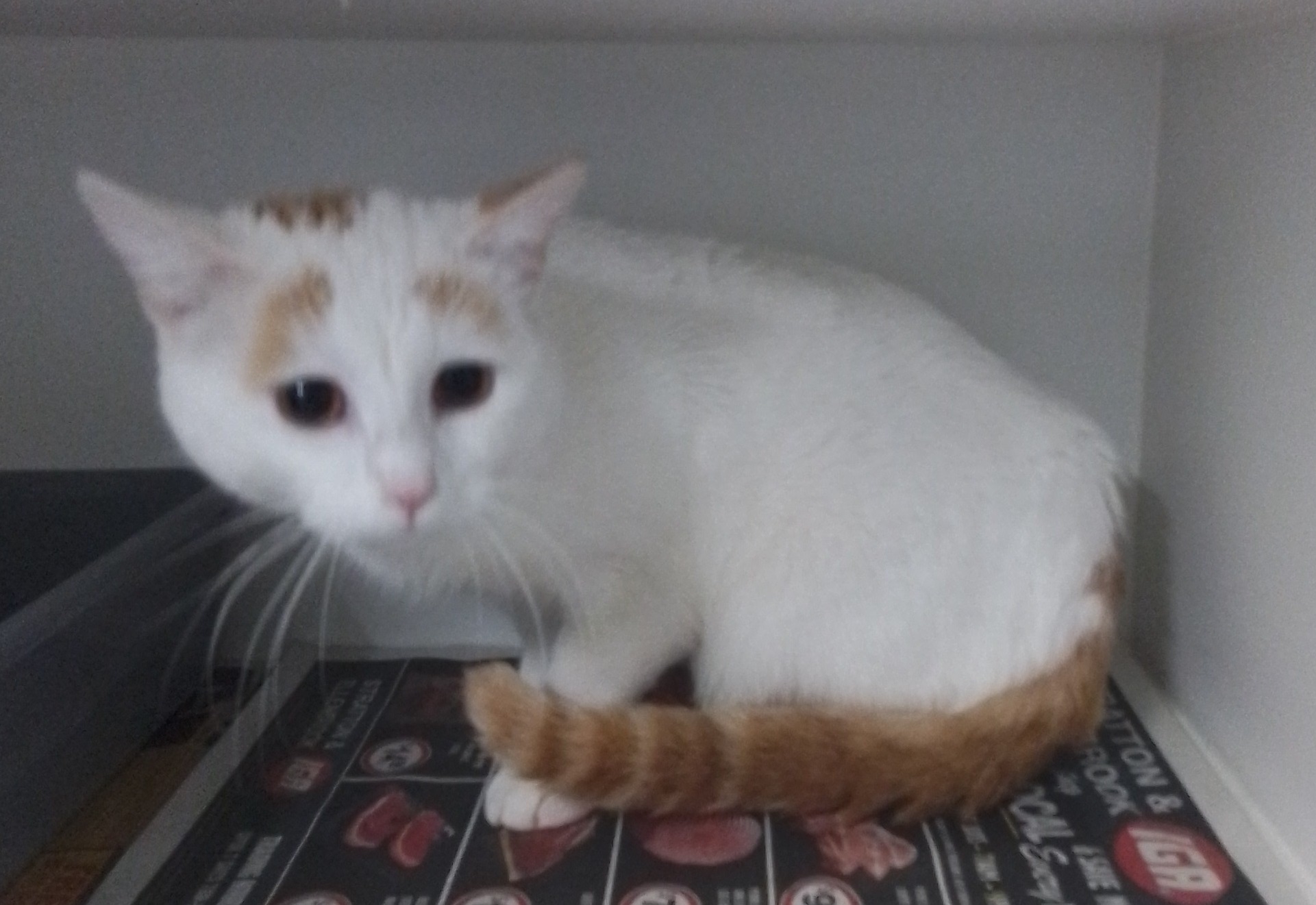 White/Ginger Domestic Short Hair Cat