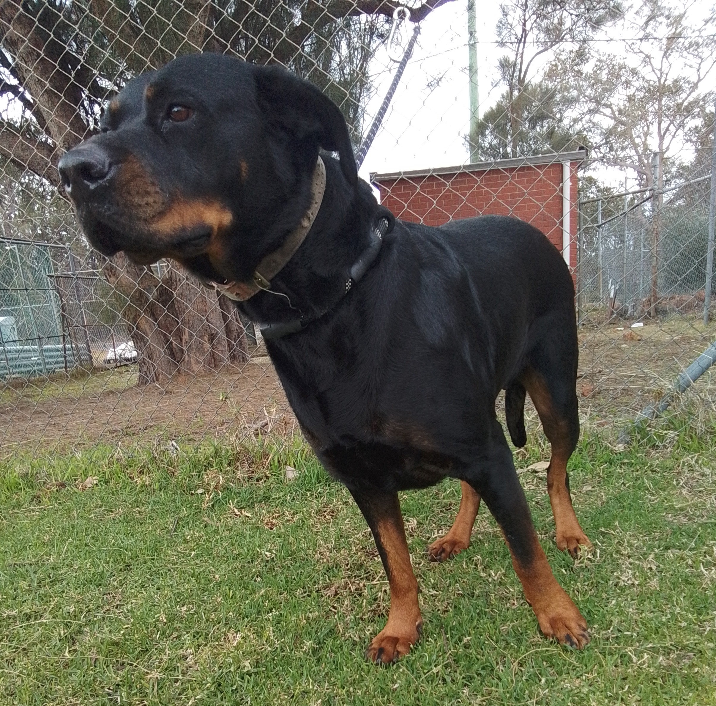 Black and Tan Rottweiler