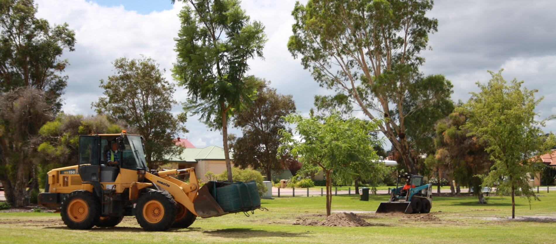 Mature Jacaranda installation at Elmore Way Reserve in High Wycombe in February 2021