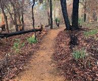 View of a section of Perth Hills Trail Loop - Stage 1 trail - shows the dirt track going between trees