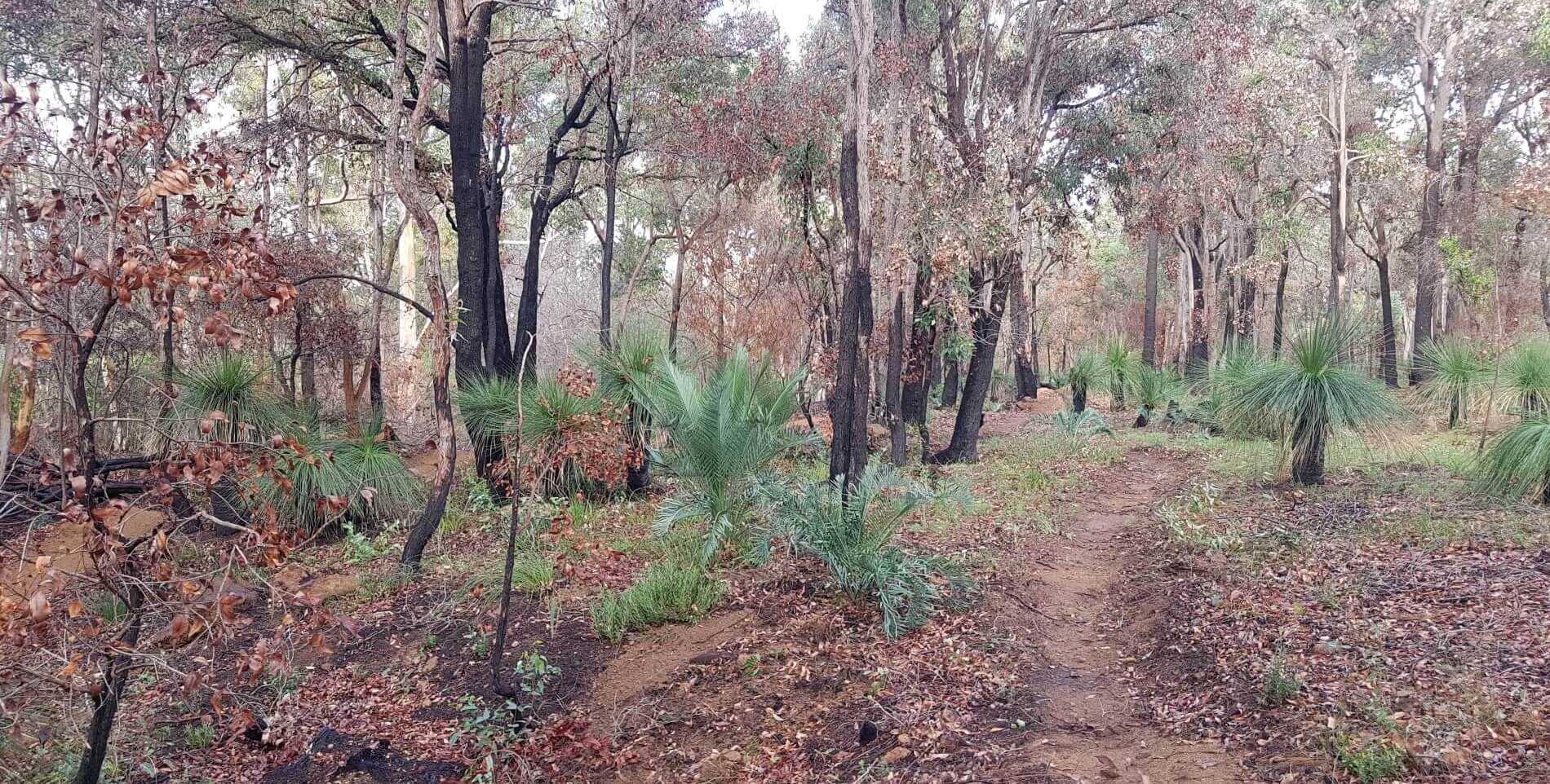 View of a section of Perth Hills Trail Loop - Stage 1 trail - shows the dirt track going between trees and grass trees