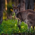 A Western Grey Kangaroo in the Perth Hills | Photo by Nature by Nathan