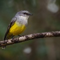 Birdlife in the Perth Hills - Yellow Robin | Photo by Nature by Nathan