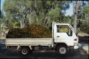 A small truck with a load of green waste on the back tray.